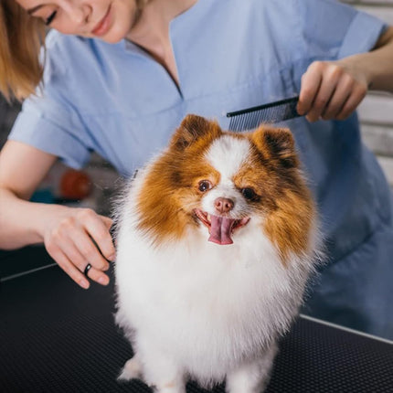 Large Dog Grooming Table
